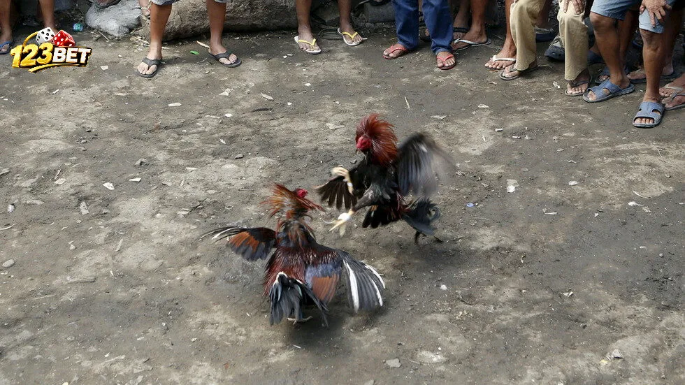 Toàn cảnh một trận Đá Gà Philippines