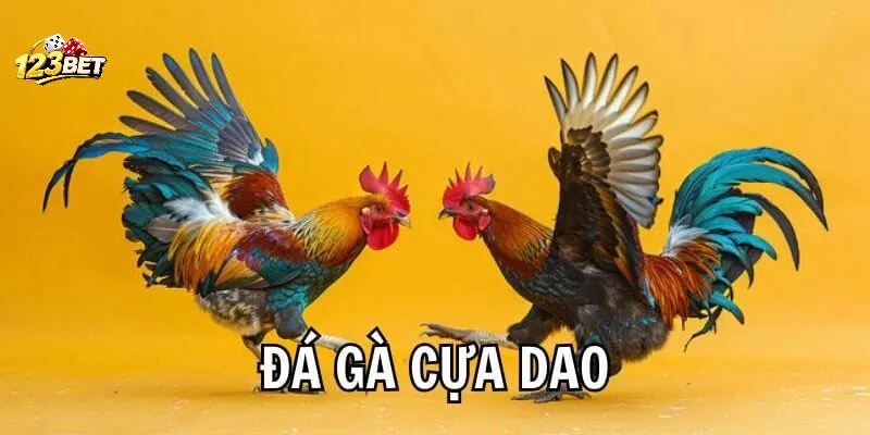Thông tin cặp đấu trước khi Đá Gà Cựa Dao bắt đầu
