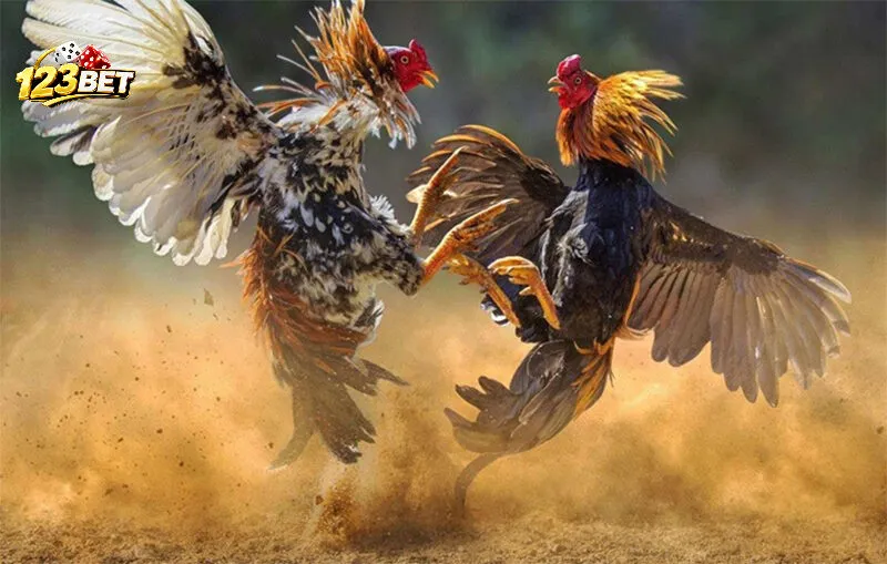 Kiểm tra thông tin trận đấu trước khi theo dõi